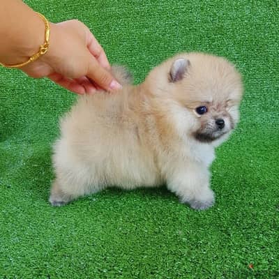 Cream male Pomer,anian for sale