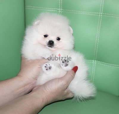 Female White Pomer,anian for sale