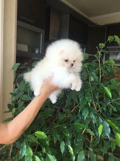 White Male Pomer,anian for sale