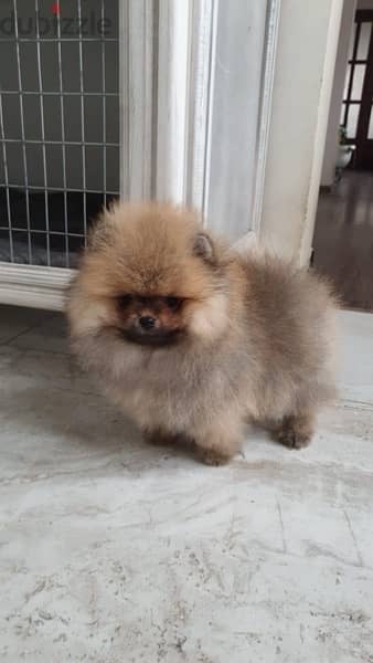 Cream Female Pomer,anian for sale