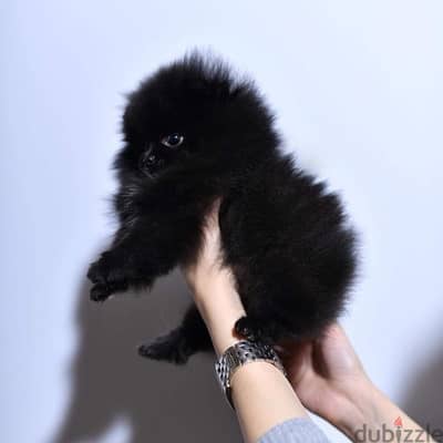 Male Black Pomer,anian for sale