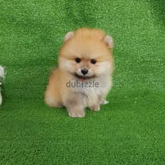 Trained Male Pomer,anian for sale