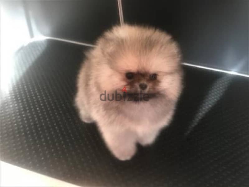 Female Trained Pomer,anian for sale 1
