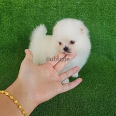 Tcup White Pomer,anian for sale