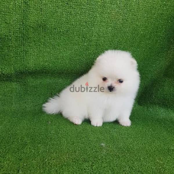 Tcup White Pomer,anian for sale 1