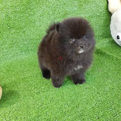 Black Pomer,anian male for sale. WHATSAPP. +1 (484) 718‑9164‬