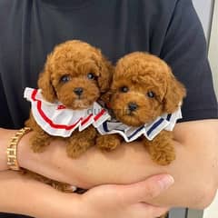 Male & Female Poo,dle for sale . . WHATSAPP :‪ +1 (484),718‑9164‬ ‬