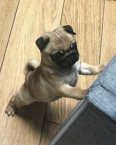 Female pug puppy for sale 0