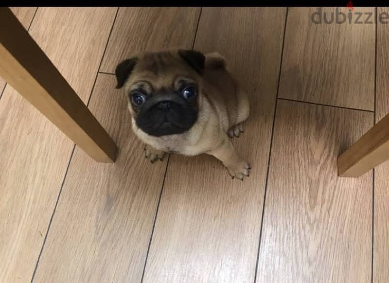 Female pug puppy for sale 1