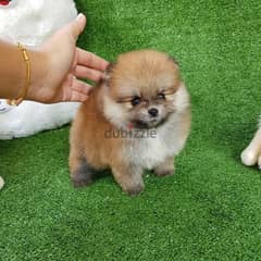 Female Trained Pomer,anian for sale 0