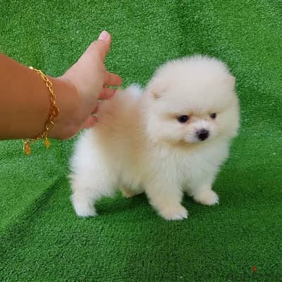 Potty trained Pom for sale. WhatsApp me +14847189164‬