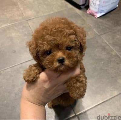 Female Trained Poo,dle for sale. WhatsApp me +14847189164‬