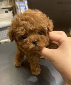 Female Poo,dle for sale . . WhatsApp ‪+1 (484),718‑9164‬