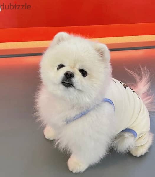 White Pomer,anian for sale 1