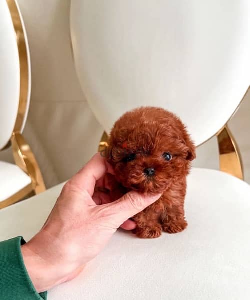 Trained Tcup Poo,dle for sale 1