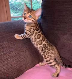 Bengal for sale . . WHATSAPP :‪ +1 (909),315‑-3853‬ 0