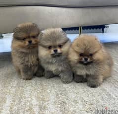 3 Pomer,anian puppy’s for sale 0