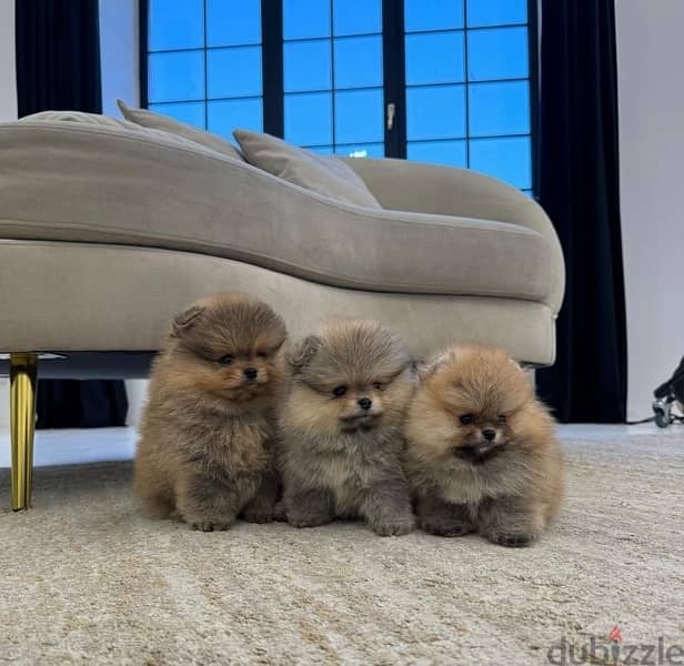3 Pomer,anian puppy’s for sale 1