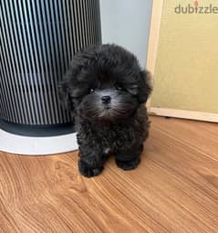 Black Tcup Poo,dle for sale 0