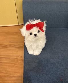 Tcup trained Maltese puppy