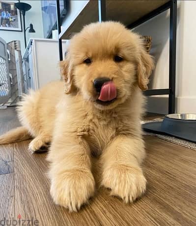 Male Golden retriever