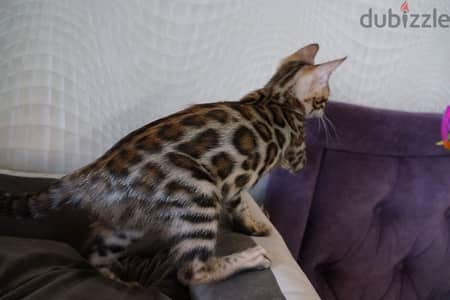 Female Bengal. WhatsApp me +14847189164‬