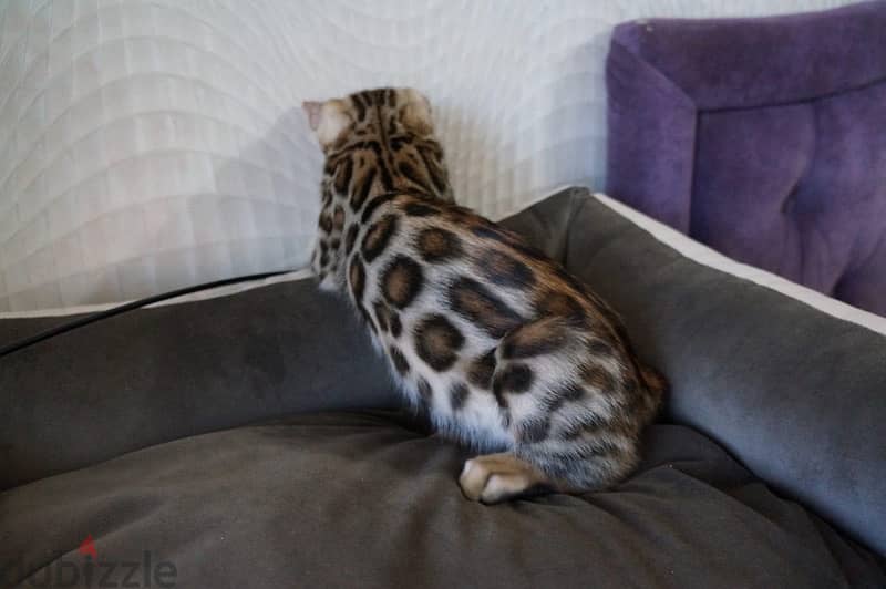 Female Bengal. WhatsApp me +14847189164‬ 1