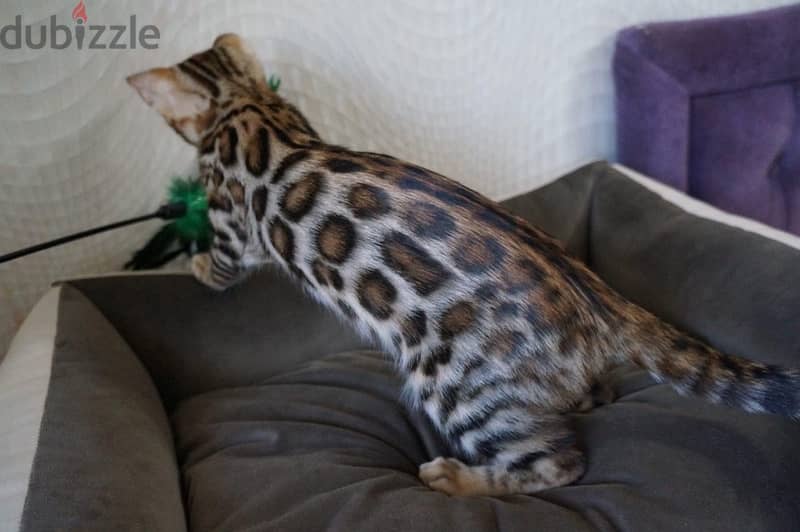 Female Bengal 2