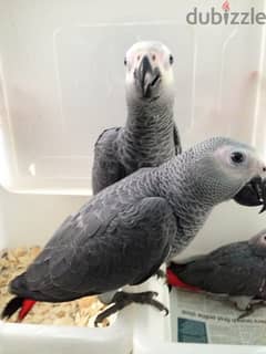 TALKING AFRICAN GREY PARROTS FOR FREE ADOPTION 0