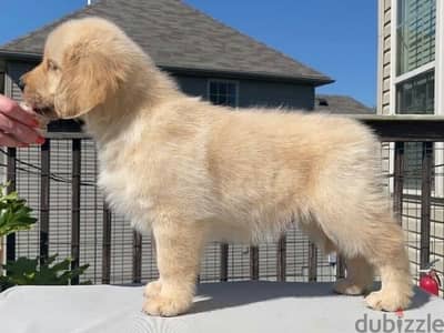 Golden retriever