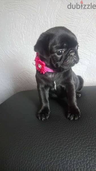 Male Black pug