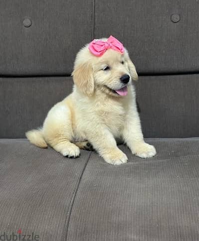 Golden retriever  for sale . . WHATSAPP :‪ +1 (484),718‑9164‬ ‬