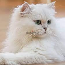 persian cat 0