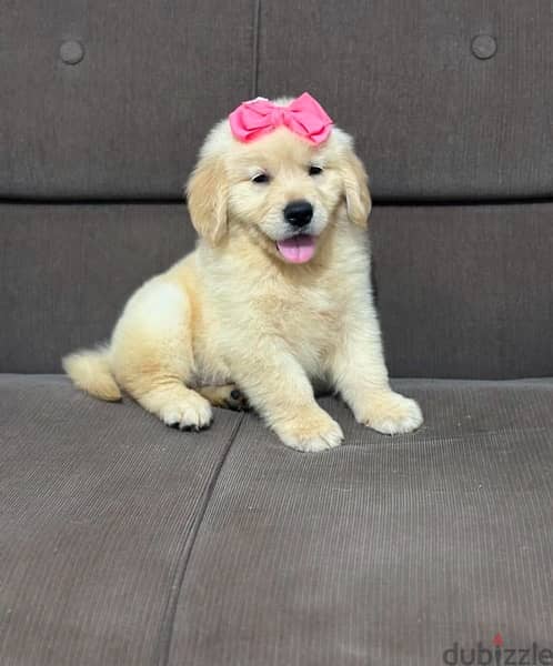 Golden retriever  . . WHATSAPP :‪ +1 (484),718‑9164‬ ‬ 0