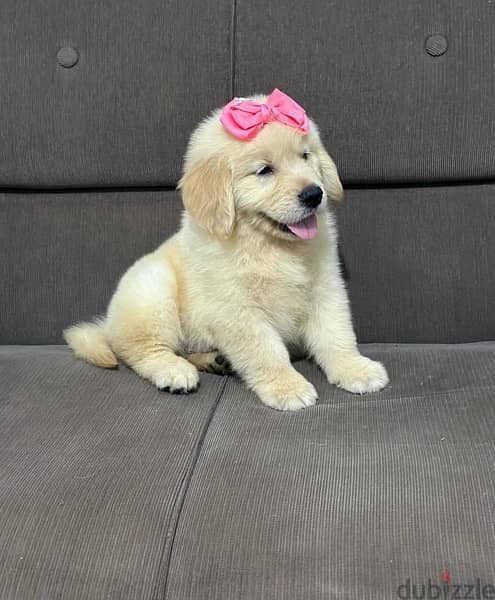 Golden retriever  for sale. WHATSAPP. +1 (484) 718‑9164‬ 1