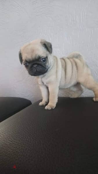 Male pug puppy