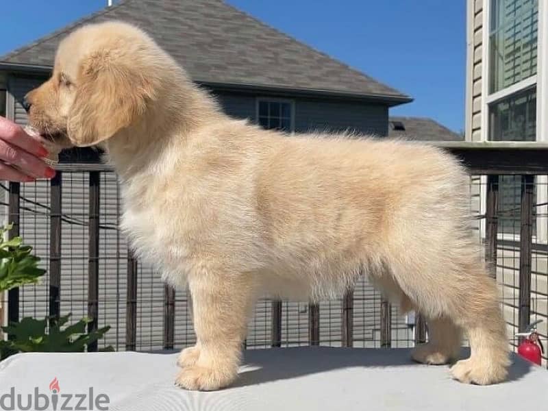 Golden retriever  for sale . . WHATSAPP. +1 (484) 718‑9164‬ 0