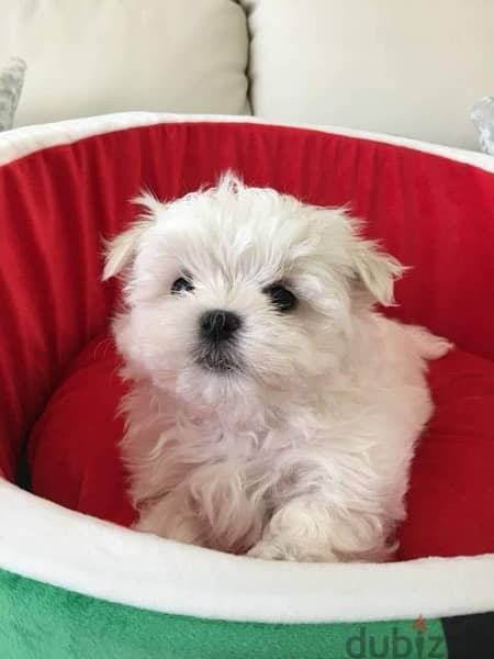 Male Maltese puppy . 0