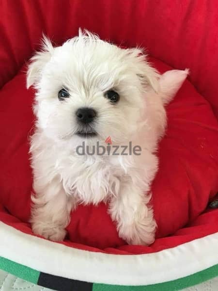 Male Maltese puppy . 1