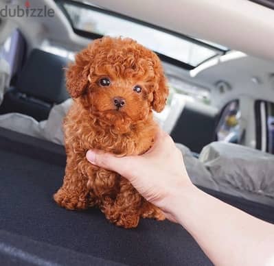 Female Poodle puppy . WhatsApp me ‪+19087684279‬