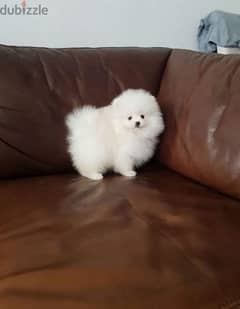 White Pomeranian puppy. WHATSAPP. +1 (484) 718‑9164‬