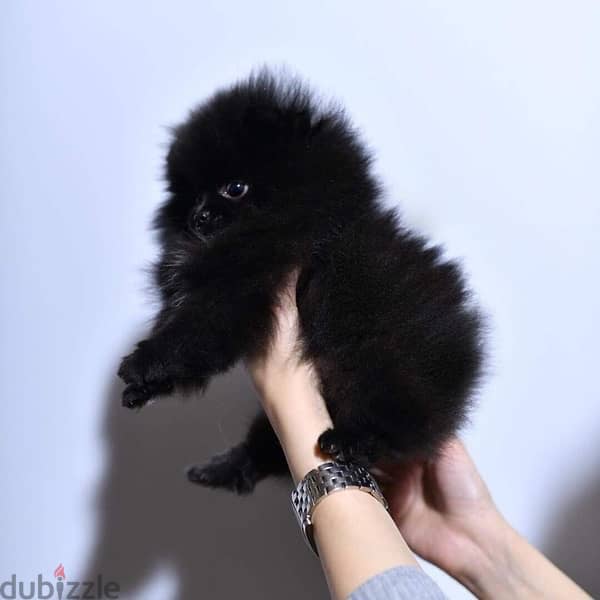 Female Pomeranian puppy . WhatsApp me +14847189164‬ 0