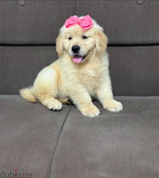 Golden retriever  puppy . WHATSAPP. +1 (484) 718‑9164‬ 0