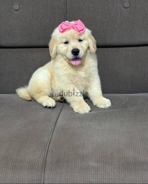 Golden retriever  puppy . WHATSAPP. +1 (484) 718‑9164‬ 1