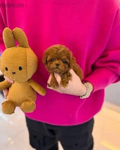 Tcup Poodle puppy . WHATSAPP. +1 (484) 718‑9164‬
