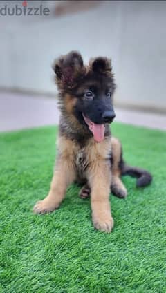 German Shepherd  puppy . WHATSAPP. +1 (484) 718‑9164‬