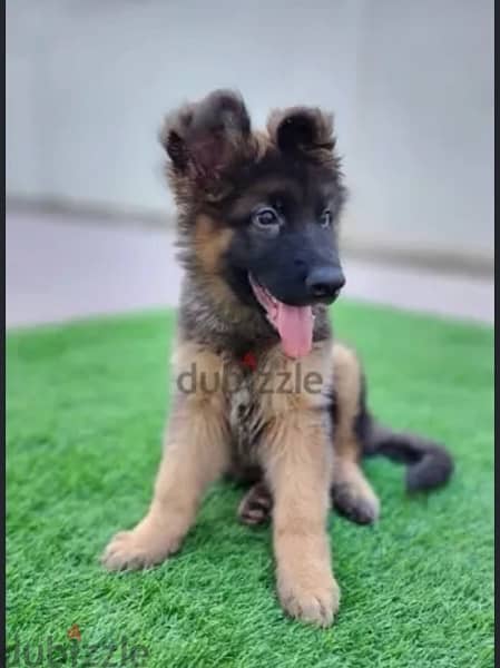 German Shepherd puppy 0