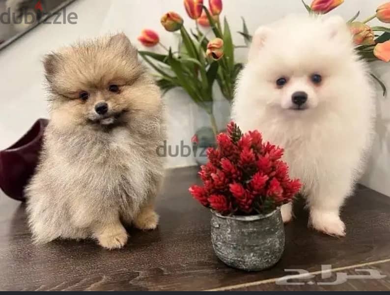 Pure Pomeranian puppy. WhatsApp me +14847189164‬ 0