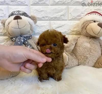 Tcup Female Poodle puppy