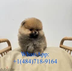 Cream male Pomeranian for sale 0